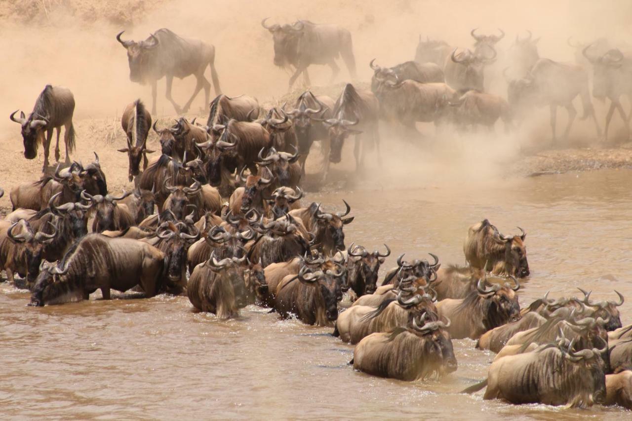 Gnu Mara River Camp セレンゲティ エクステリア 写真